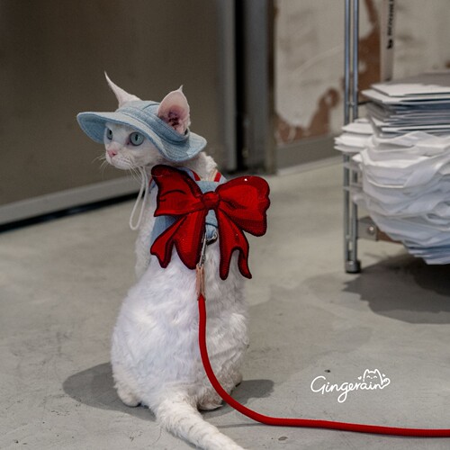 GINGERAIN 美少女战士德文猫牛仔胸背带可牵引绳遛猫神器无毛猫