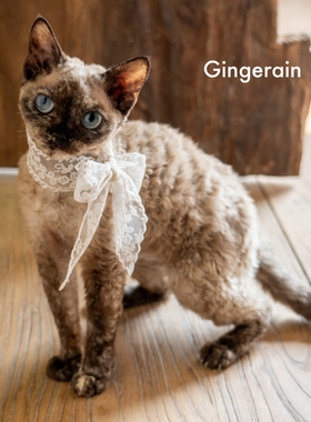 GINGERAIN 蕾丝仙女围巾无毛猫德文猫丝巾搭配衣服用拍照道具