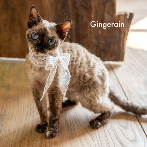 GINGERAIN 蕾丝仙女围巾无毛猫德文猫丝巾搭配衣服用拍照道具