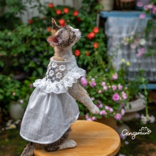 GINGERAIN 白天鹅蕾丝娃娃衫无毛猫德文猫衣服夏季透气衬衫连衣裙