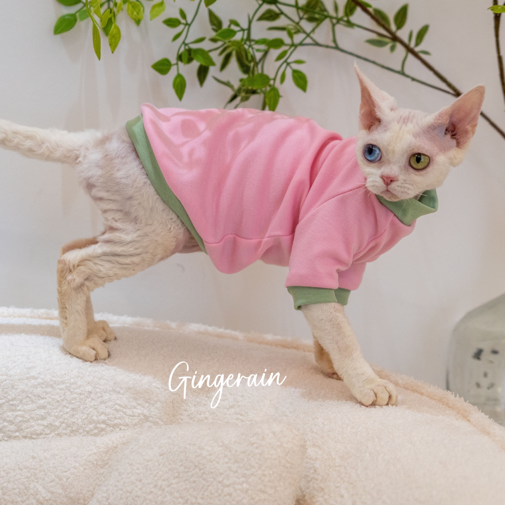 GINGERAIN面料超级好!夏季打底衫德文猫衣服无毛猫保暖撞色棉T恤