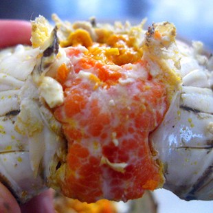 苏州全母蟹大闸蟹活蟹螃蟹鲜活大闸蟹全母礼盒装可公母蟹湖蟹10只