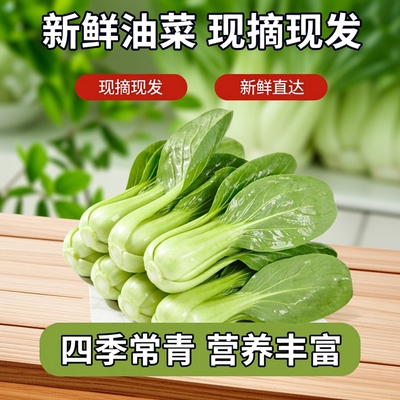 农家现摘新鲜小白菜批发