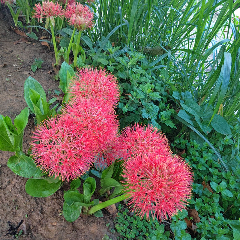 网球花　绣球花阳台庭院盆栽红网绣球花 火球花 红绣球、血百合、