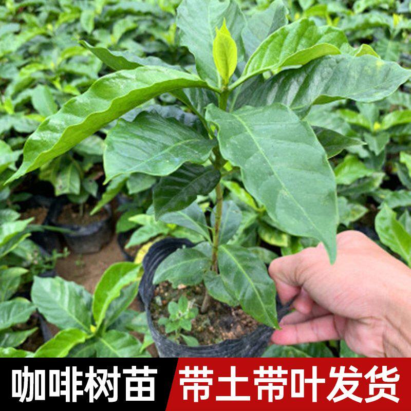 云南小粒咖啡树苗盆栽室内客厅新家绿植办公室四季常青植物