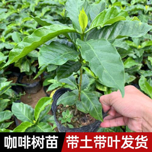 云南小粒咖啡树苗盆栽室内客厅新家绿植办公室四季常青植物