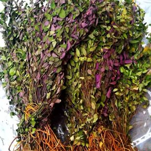 来马回 野生瓜子金草干品勒马回辰砂草二月花惊风草野中草药 批发