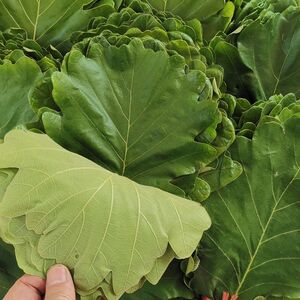 新鲜菠萝叶野生粽叶大号玻璃叶现摘桲椤叶子粽子大叶胡叶槲叶树苗