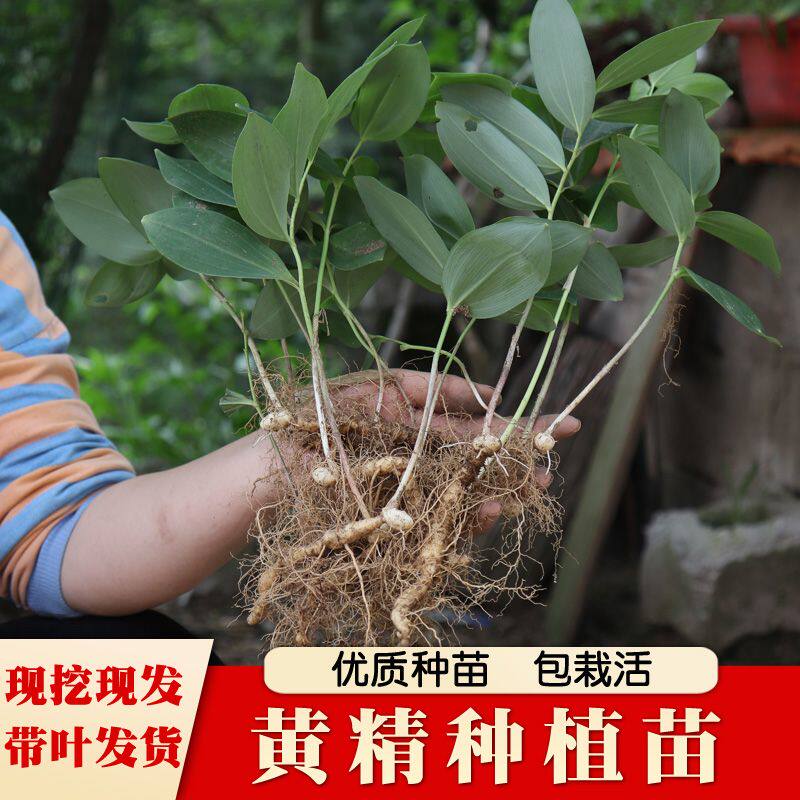 野生鸡头黄精带叶小块茎 2-3年采挖苗正宗伏牛山新鲜黄精小块茎图片