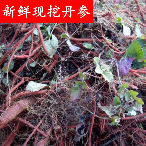 新鲜丹参紫花丹参红参血参根茶新货现卖现挖500克一斤包邮