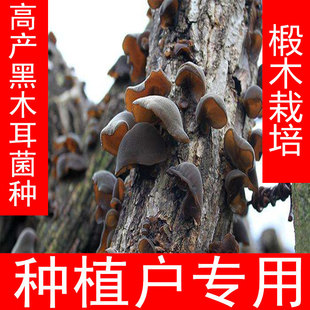 椴木黑木耳菌种蘑菇种子食用菌家庭种植椴木灵芝香菇平菇栽培种