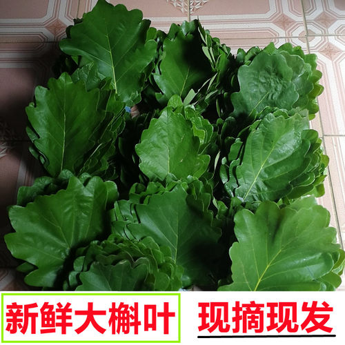 野生新鲜菠萝叶玻璃包粽子