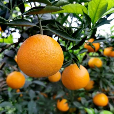 爱媛特产基地果冻新鲜柑橘水果