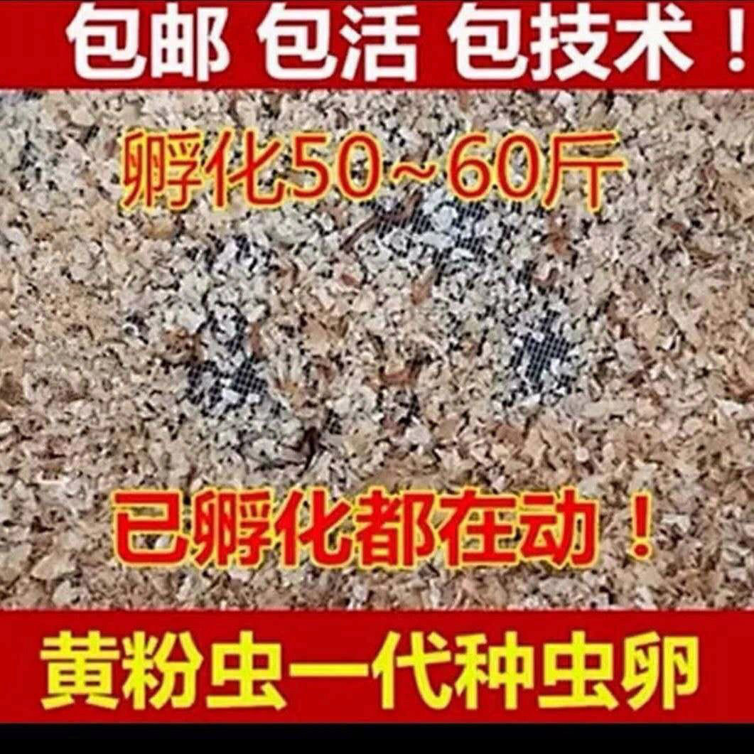 黄粉虫面包虫优质种虫虫卵虫苗一代虫卵包邮包技术