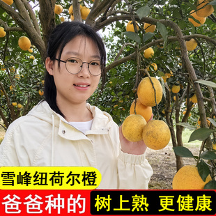 雪峰纽荷尔橙湖南怀化安江高山脐橙当季新鲜孕妇水果农家橙子包邮