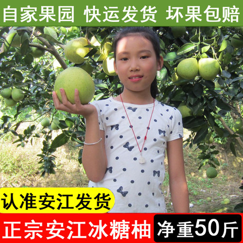 新鲜泰国青柚安江冰糖柚雪峰柚