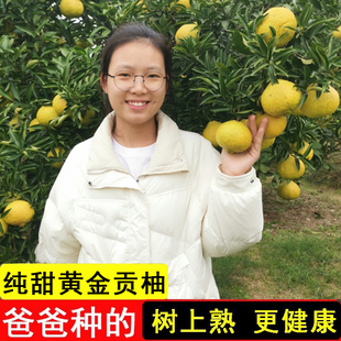 正宗岩垅黄金贡柚怀化洪江春香桔柚象山青新鲜水果湖南雪峰山金柚