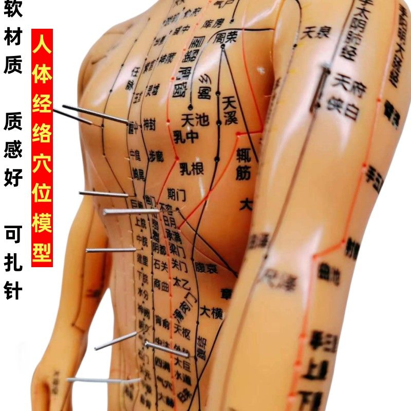 人体模型模型中医针灸穴位按摩全身人体十二经络模特小皮扎针练习