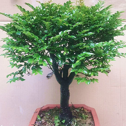 绿植老桩客厅单杆室内办公桌面