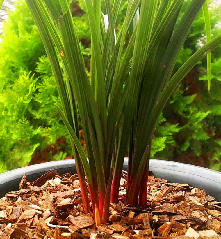 秦岭原生种兰花苗花卉盆栽绿植物惠兰红香妃室内阳台蕙兰熟草包邮