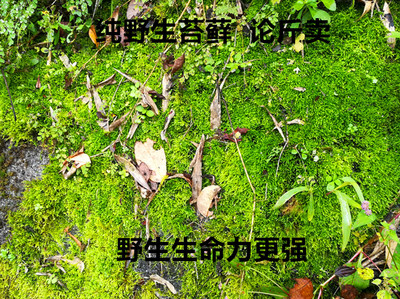 野生青苔苔藓微景观植物鲜活水苔盆栽水陆缸材料星星藓白发藓直销