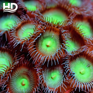 海水珊瑚《水螅纽扣》,适合新手玩家易养高抗体繁殖快