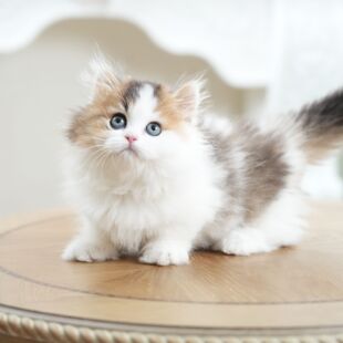 拿破仑矮脚猫幼崽小猫咪宠物猫米努特脸长毛猫曼基康短腿