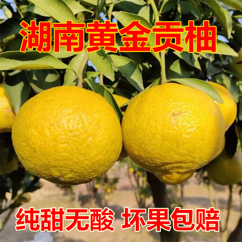 正宗湖南怀化洪江黄金贡柚新鲜水果春香桔柚礼盒象山青甜柚小柚子