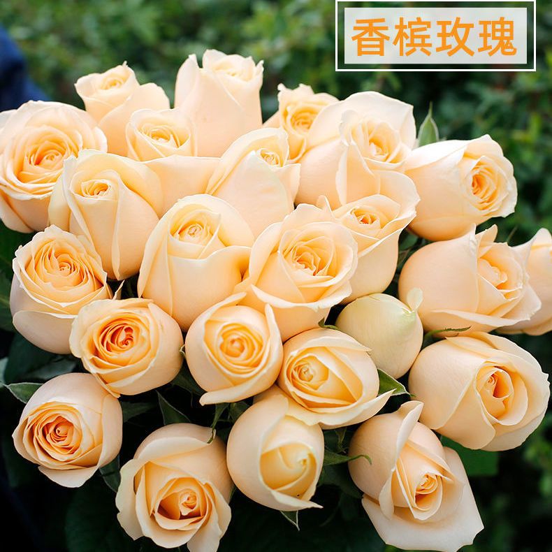 香槟玫瑰云南昆明基地直发水养鲜切花同城速递包邮520情人节包邮