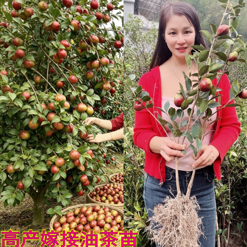 高产嫁接油茶苗矮化良种茶籽长林油茶树苗红皮果油茶子树当年结果