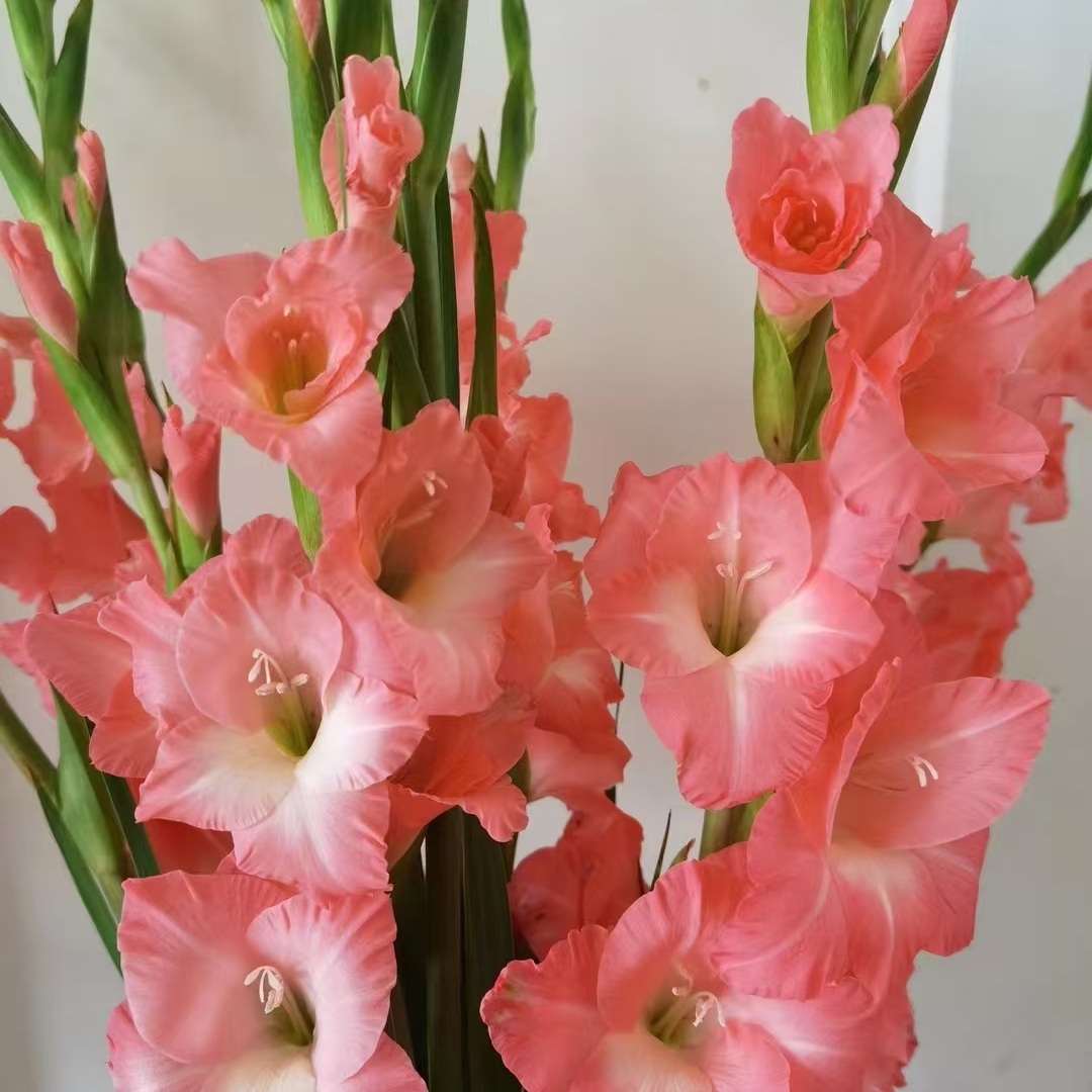 【蜜桃】唐菖蒲剑兰荷兰种球室内阳台庭院兰花盆栽花卉