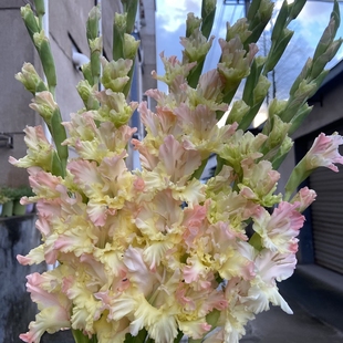 5颗【三色鹿】剑兰种球荷兰进口唐菖蒲花卉绿植盆栽种子多年生