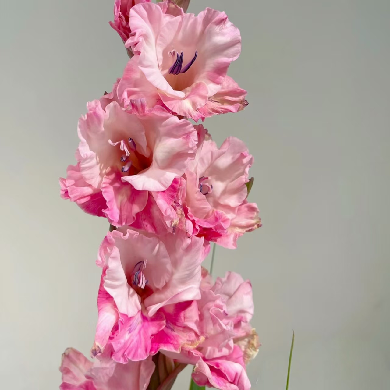 5颗【樱桃糖果】剑兰种球荷兰进口唐菖蒲花卉绿植盆栽种子多年生