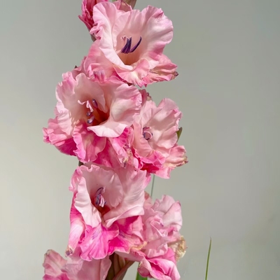 5颗【樱桃糖果】剑兰种球荷兰进口唐菖蒲花卉绿植盆栽种子多年生