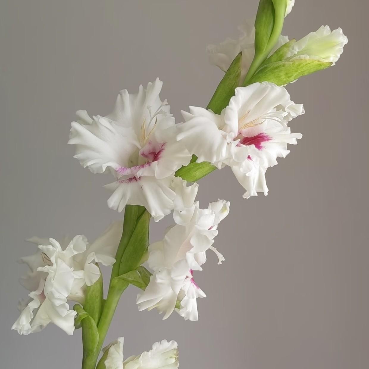 5颗【茜茜王子】剑兰种球荷兰进口唐菖蒲花卉绿植盆栽种子多年生