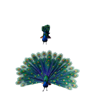 4K孔雀开屏动画带通道循环视频素材