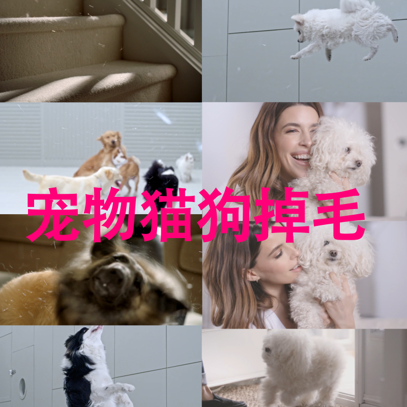 宠物猫狗掉毛可爱小狗狗玩耍特写国外宠物高清实拍视频素材