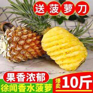 广东徐闻菠萝10斤装香水大菠萝新鲜当季现摘水果非泰国小凤梨
