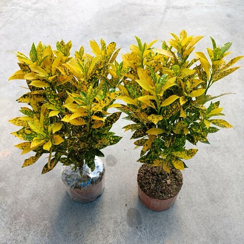 海南金苗四季苗木洒金珊瑚植物