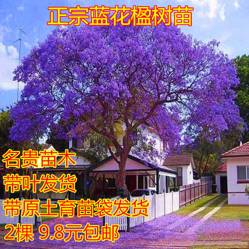 蓝花楹树苗蓝雾花花苗庭院造景景观树苗耐寒行道树苗乔木绿化植物