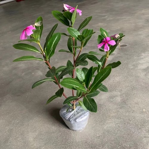 绿植长春四季开花耐旱易活植物
