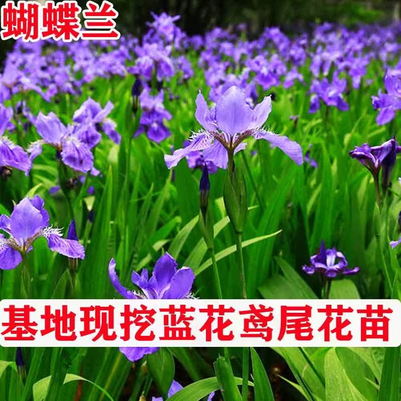 蓝花鸢尾花苗水生植物蝴蝶兰多年生庭院河道四季常绿地被 蓝花鸢尾花苗水生植物蝴蝶兰多年生庭院河道四季常绿地被
