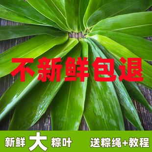 粽子叶新鲜特大号粽叶100片箬叶真空粽叶棕子野生包粽子叶子新叶