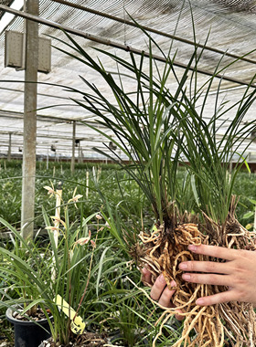 称斤卖兰花苗草春兰蕙兰建兰四季兰寒兰九头兰浓香花卉盆栽绿植