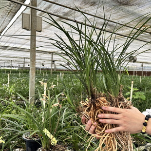 称斤卖兰花苗草春兰蕙兰建兰四季兰寒兰九头兰浓香花卉盆栽绿植