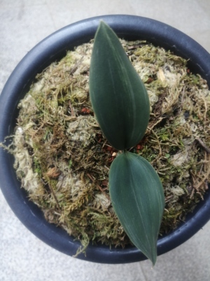 【出一苗一芽 磨砂兔耳兰艺草】，成色还可以，新手养也很友好