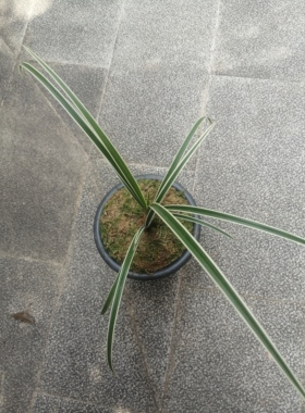 秋芝新种，两苗一芽，苗情健康，根系好，不带盆和质料发货。