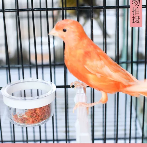 Новая попугая нефритовая птица боксерская коробка седла коробки для здоровья песчаной чашка яиц яильк коробка птиц клетки