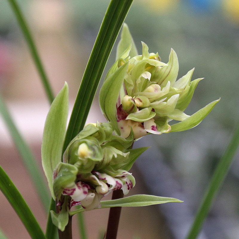 大唐盛世 春兰莲瓣兰奇花 浓香多瓣蝶花兰花苗 易活室内花卉盆栽