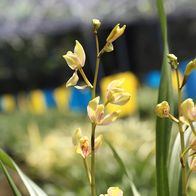 青轩建兰老种紫金彩梅浓香梅瓣夏秋带花苞兰花四季绿植盆栽花卉苗